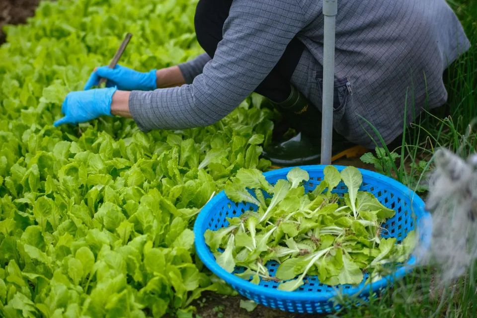 Bắp cải và cà rốt trên kệ
