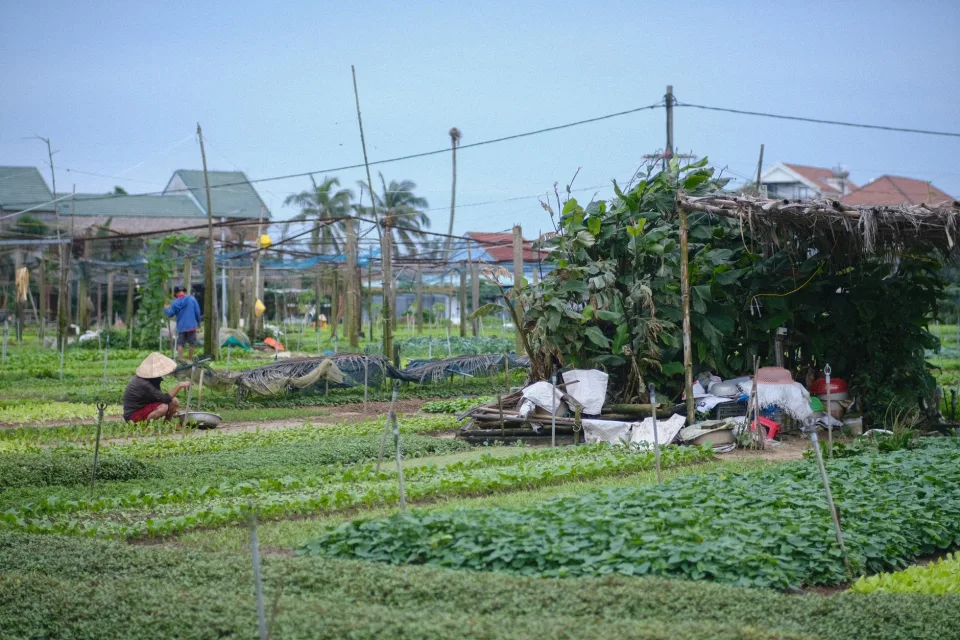 Hàng khách lấy nhiều