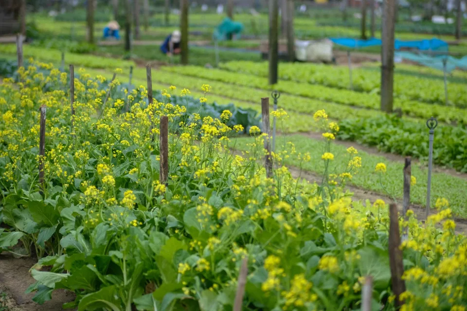 Luống rau cải