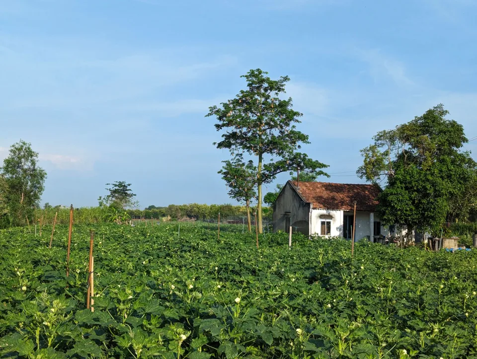 Giỏ trái cây chín mọng