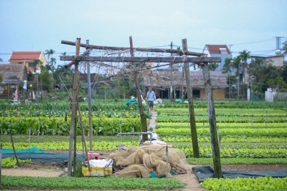 Buồng chuối chín treo tại vườn